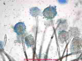 Aspergillis Structure - Daniel Friedman 05-02-00